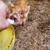 3 little pigs 2 thumbnail