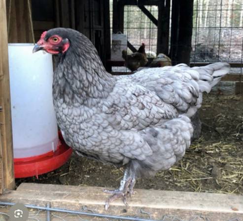 Egg Laying Hens/ chickens 1