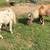 Beautiful silver dapple/ mini horse 7 thumbnail