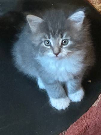 kittens 1