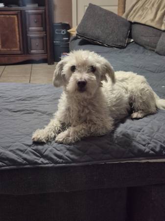 White terrier mix (neutered)539218697372968961