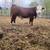 Polled Hereford Bulls 16+ months old 7 thumbnail