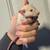 Rats pet or feed 1 thumbnail
