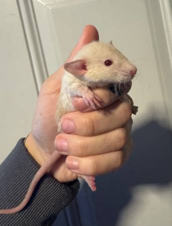 Rats pet or feed 1