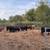 Bred cows 24 thumbnail