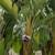 Bird Of Paradise Giant 3 thumbnail