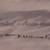 Basil Ede Signed Limited Edition Pintail Print 2 thumbnail