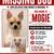 Missing/ lost/ stolen dog 2 thumbnail