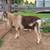 Dairy Goats 1 thumbnail