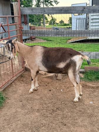 Dairy Goats 1