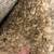 .CARPET  over 437 sq yds beige ONLY $5.99 sq yd 3 thumbnail