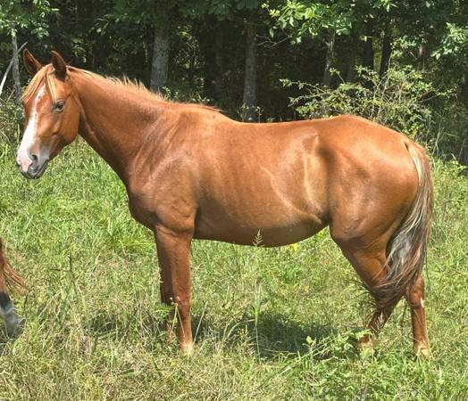 4y/o Beautiful started mare with flaxen mane and tail 1