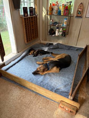 German Shepherd pups 1