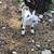 Dwarf Nigerian Bucklings 2 thumbnail