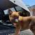 Belgian malinois rehome 1 thumbnail