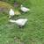 Emden geese goslings 3 thumbnail