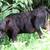 Registerable Angus heifers! 5 thumbnail