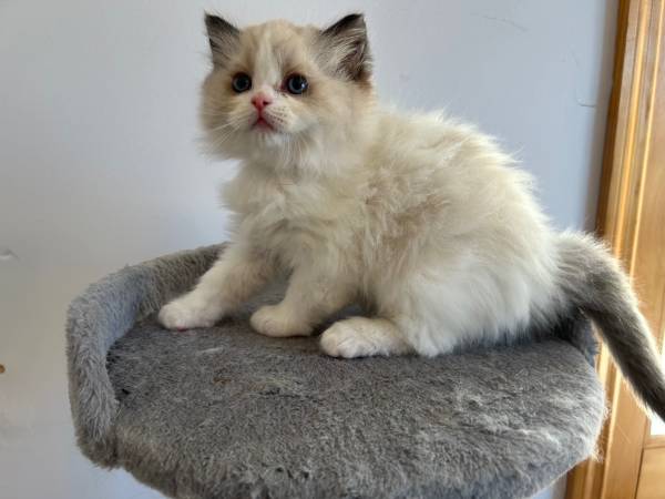 Ragdoll Kitten 1