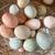 Laying hens 16 thumbnail