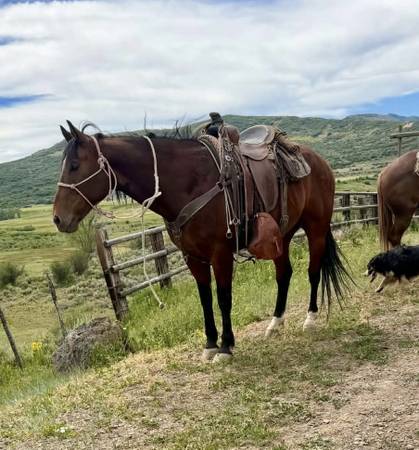AQHA Gelding 1