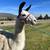 Llama 2 thumbnail