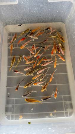 Koi fish 1