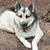 EXPERIENCED DOG HANDLERS, PAID OPPORTUNITY TO DOG FOSTER! SAVE A LIFE! 4 thumbnail