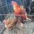 Game chickens 1 thumbnail