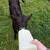 Bottle calves 2 thumbnail