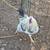 Chickens 3 thumbnail