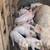 Pigs 1 thumbnail