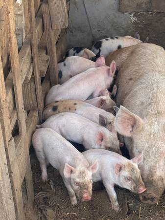 Pigs 1