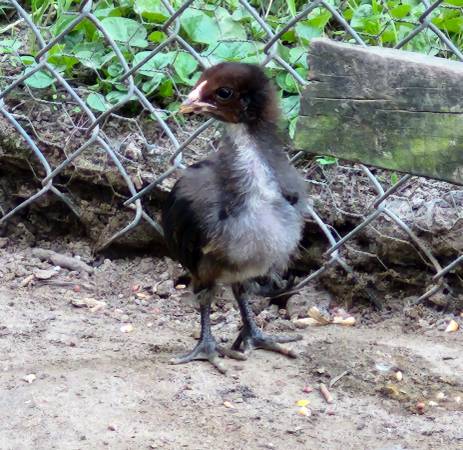Chicks 1
