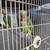Breeder pair of Alexandrine parrot or parakeet 2 thumbnail