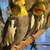Cockatiel Bird 1 thumbnail