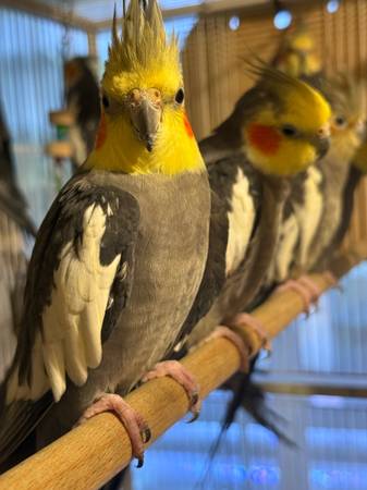 Cockatiel Bird 1