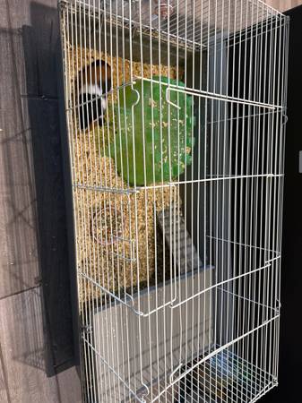 Guinea pigs 1