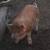 Purebred kune kune piglets for sale! Kunekune pigs 13 thumbnail