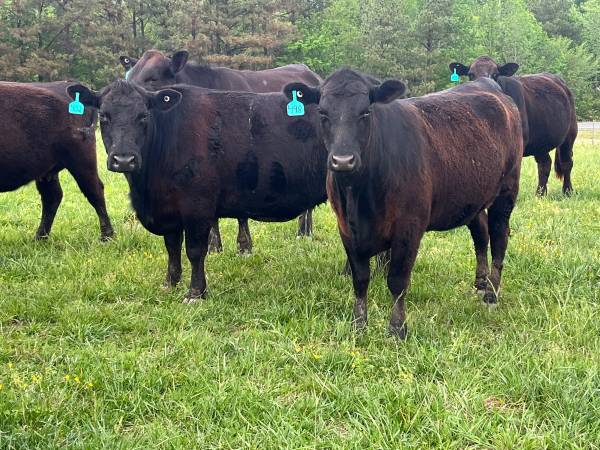 Bred Cows 1
