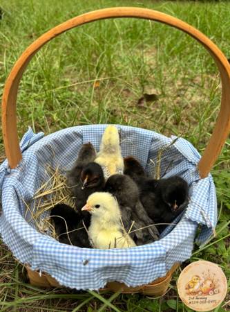 Chicks 1
