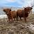 Scottish Highland Heifer 3 thumbnail