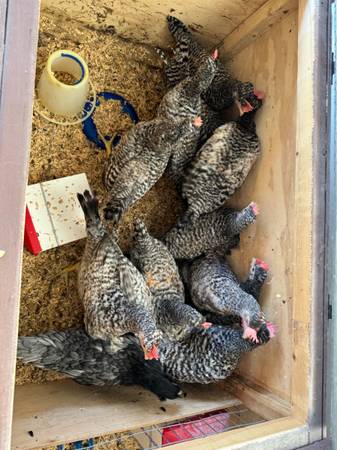 Young roosters 1