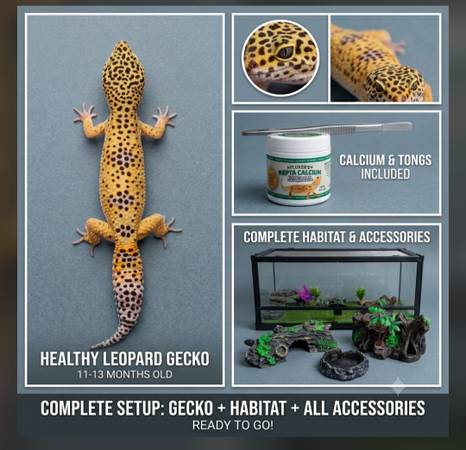 Complete Leopard Gecko Setup – Healthy Gecko + Full Enclosure & Access 1