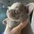 French Bulldog Pup 2 thumbnail
