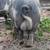 IPP boar 3 thumbnail