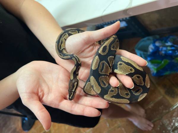 Python cage and contents63920390682755122