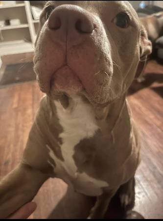 Blue fawn needs a new home581194403410104321