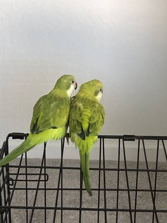 *****   Rehoming 6 months baby bird **** 1