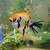 2 Koi Angels 2 thumbnail