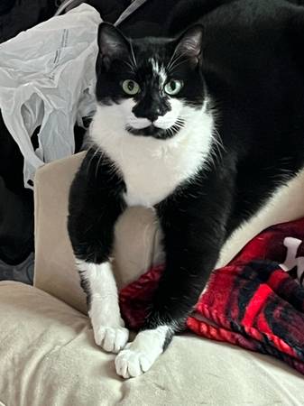 female kitty needs a home!!!! (Raleigh)
